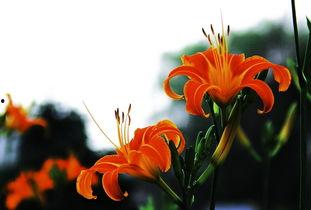 忘忧草 无码 在线,探寻无码世界的神秘魅力