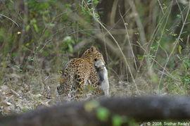 黑色亚洲豹视频,神秘掠食者的神秘面纱