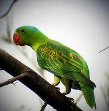 亚洲鹦鹉视频播放,色彩斑斓的鸟类世界一瞥