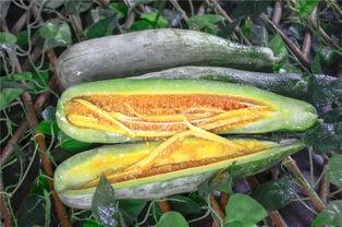 郴州网红吃瓜,揭秘背后真相与网络舆论风暴